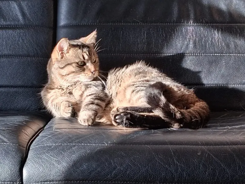 Tigerchen, Wiehl