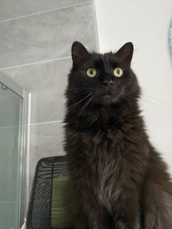 Bob, Weißenfels