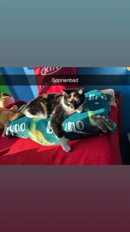 Moschie, Weißenfels