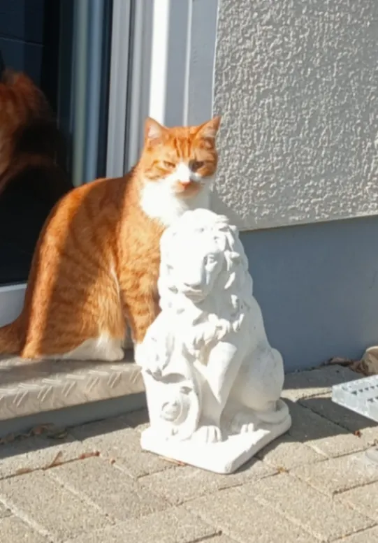 Enzo, Brackel