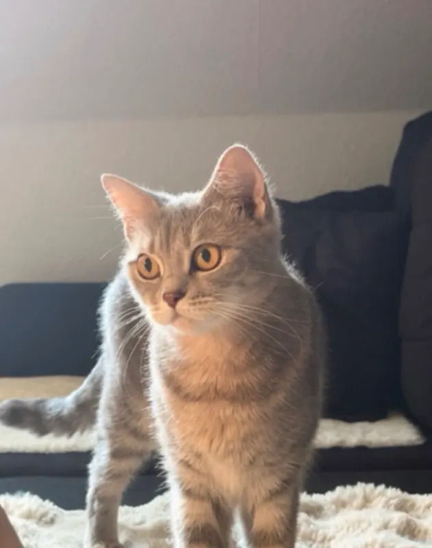 Nala, Hörde