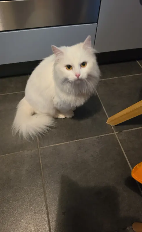 Gefunden katze, Hörde