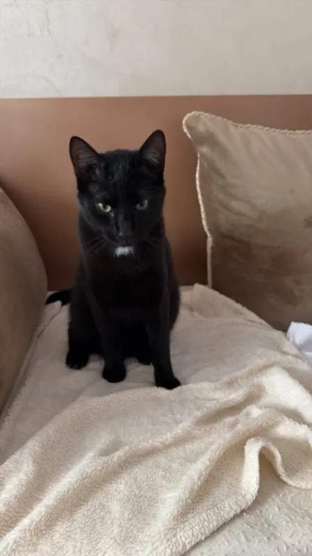 Mimou, Eving