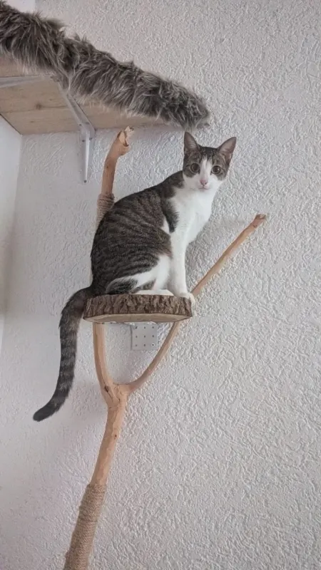 Bailey, Wickede