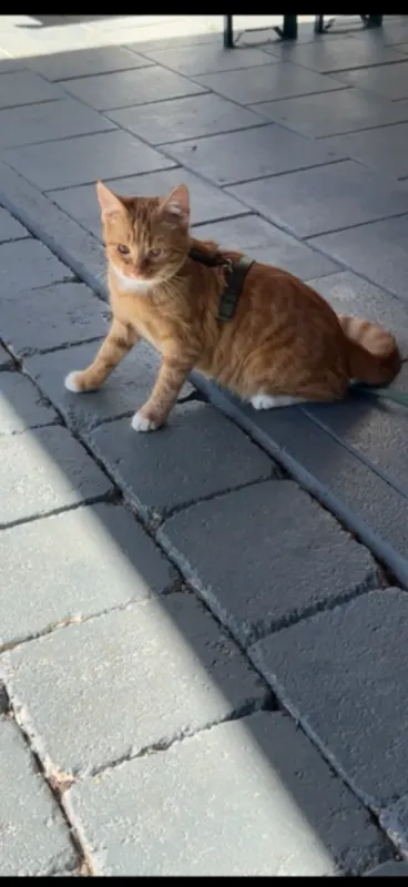 Kitty, Fürstenfeldbruck