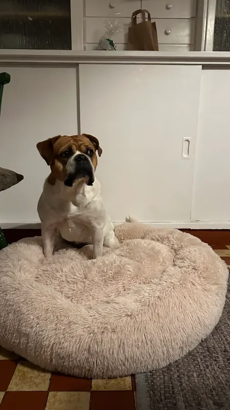 Charlie, Hörde