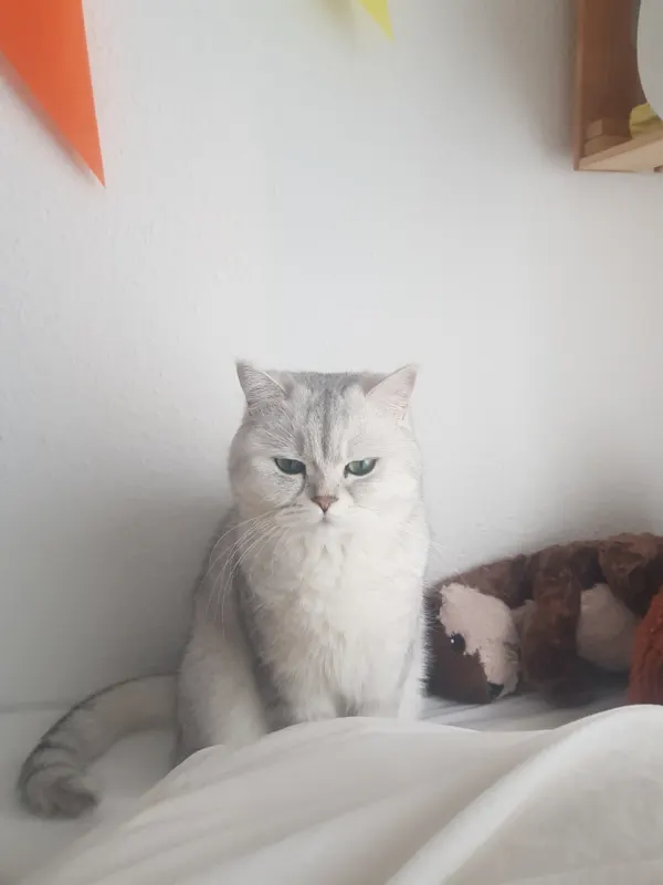 Lilli, Neuruppin