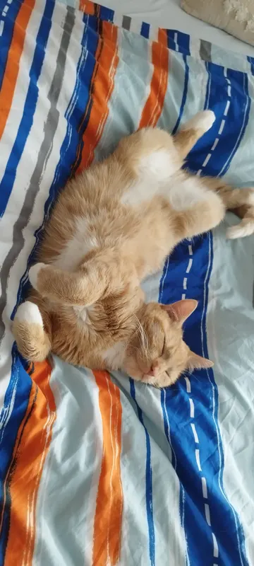 Teddy, Bocholt