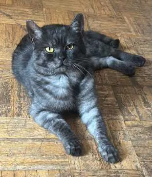 Leo, Heidgraben