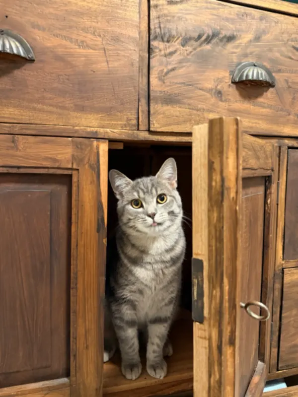 Balu, Lübeck