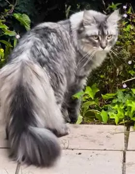 Ivy, Idar-Oberstein