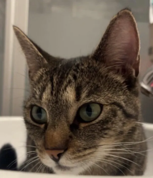 Nala, Velbert