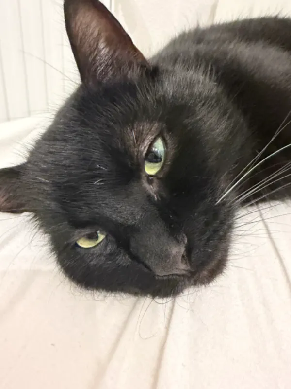Luca, Velbert