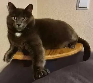 Merlin, Malente