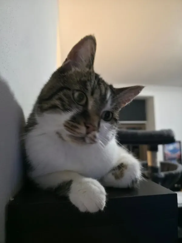 Kovu, Glauchau