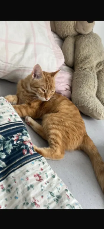 Garfield, Glauchau