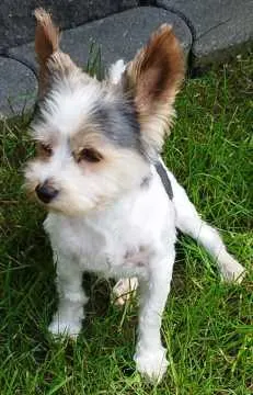 Robin, Lohne (Oldenburg)