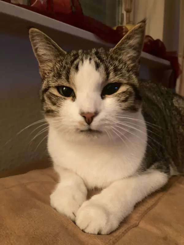 Kitty, Damme