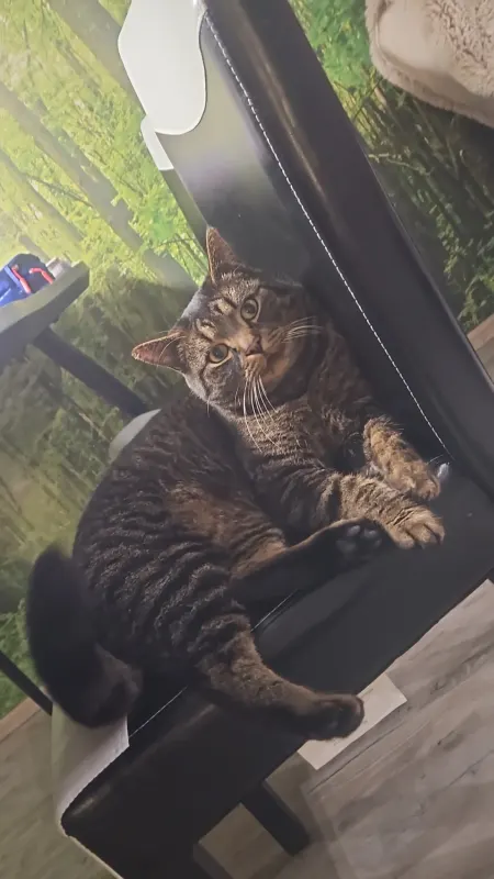 Tiger, Spenge