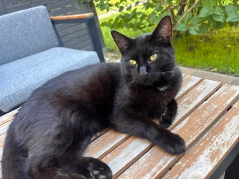 Lola, Neue Neustadt