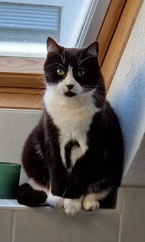 Theo, Neue Neustadt