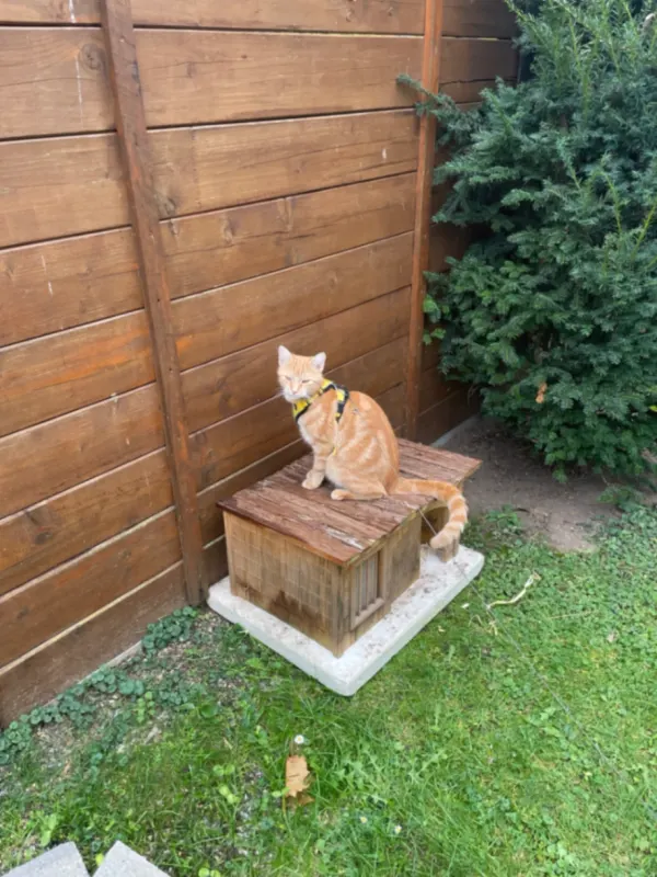 Pumuckl, Magdeburg