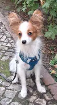Charlie Caballoro, Berlin