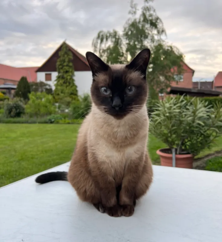 Bender, Northeim