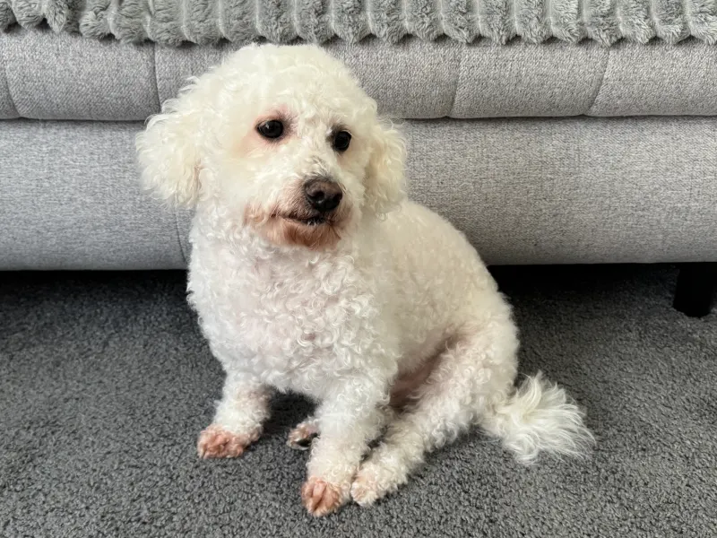 Pufi, Neue Neustadt