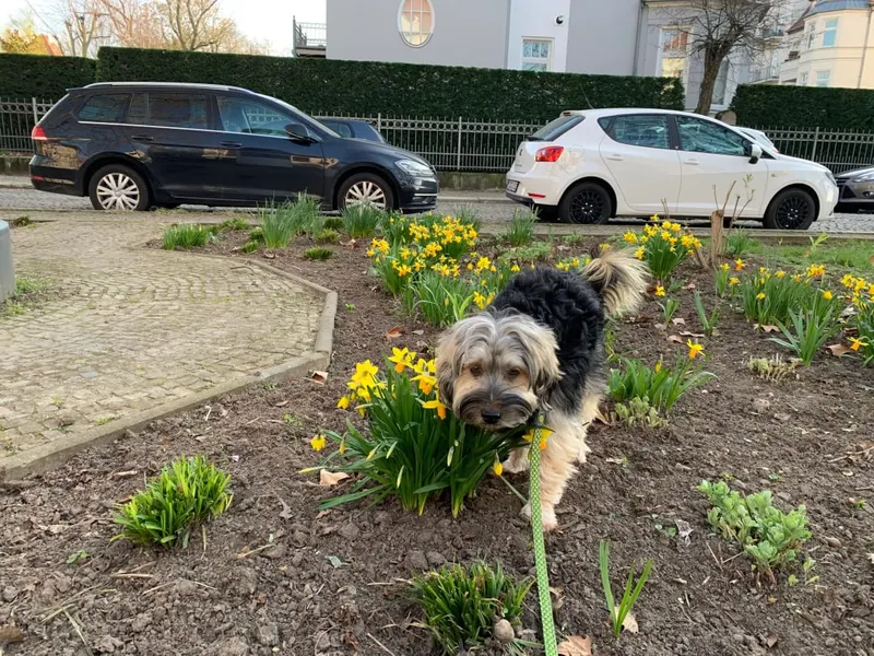Olli-Boomer, Magdeburg