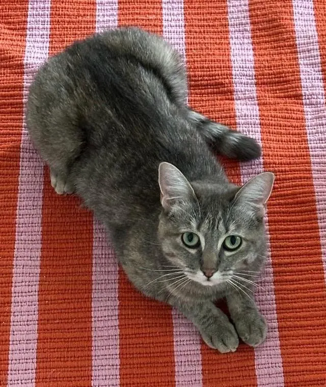 Millie, Gießen