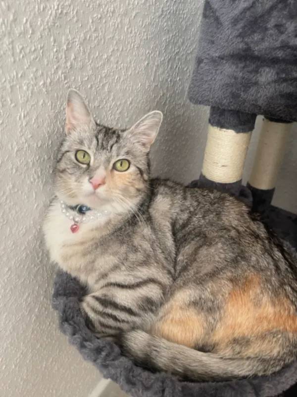 Amira, Garbsen