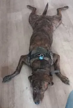 Stella, Küps