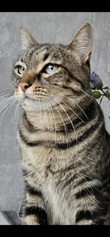 Leo, Pforzheim