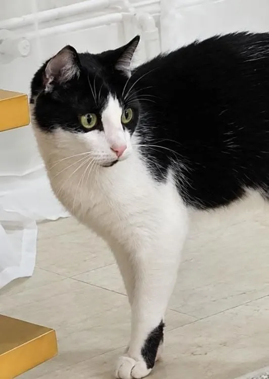 Romeo, Pforzheim