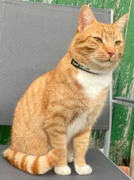 Hugo, Domsühl