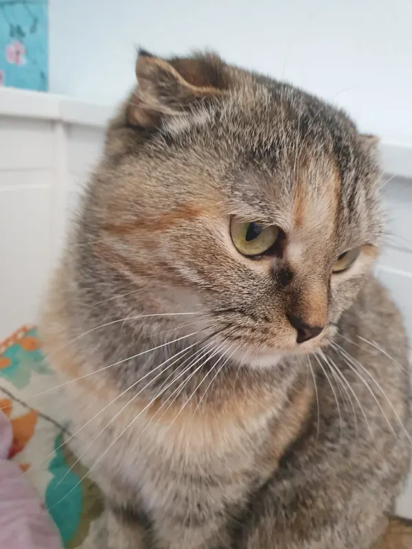 KISSA, Butzbach