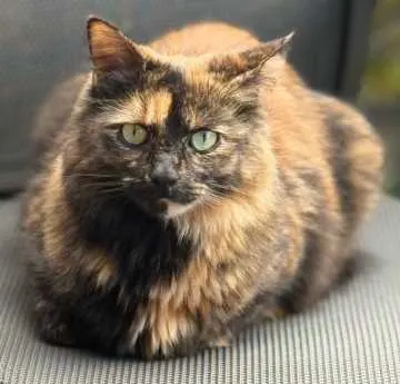 Choupette, Berlin