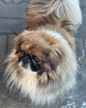 Teddy, Drebkau
