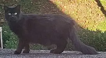 Paco, Bad Berleburg