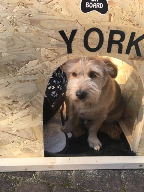 York, Kaiserslautern