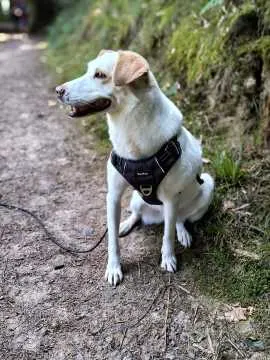 Vivi, Hausach
