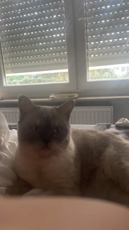 Shila, Ebersbach an der Fils