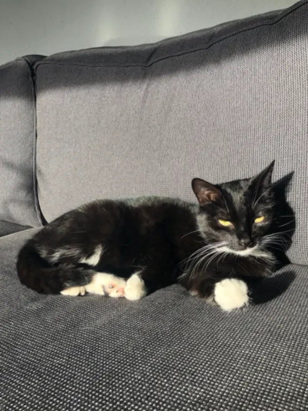 Nala, Koblenz