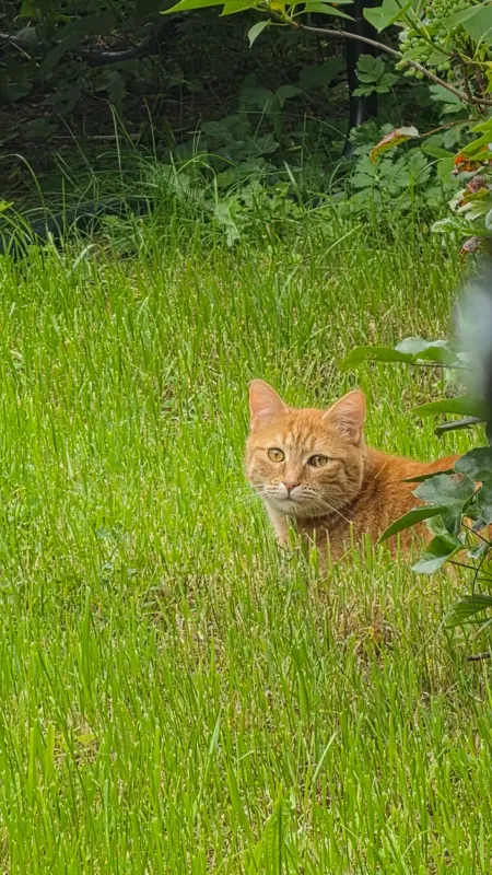 Suni, Koblenz