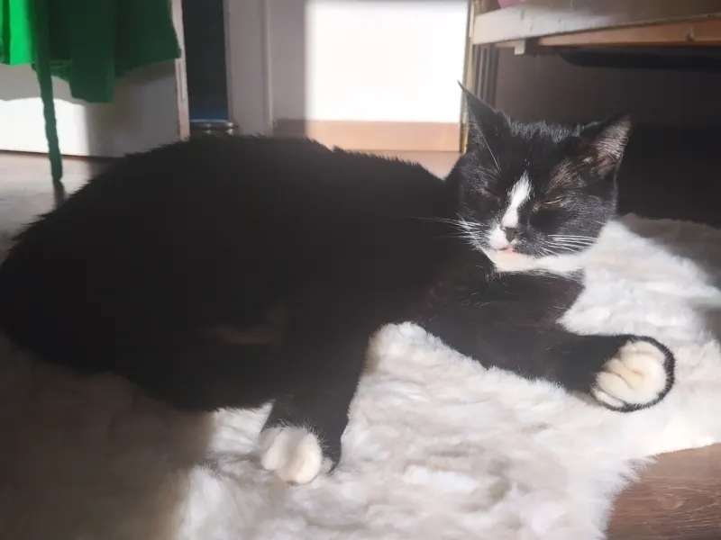Nala, Itzehoe