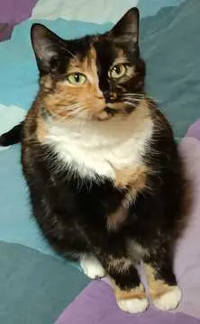 Missy, Wipperfürth