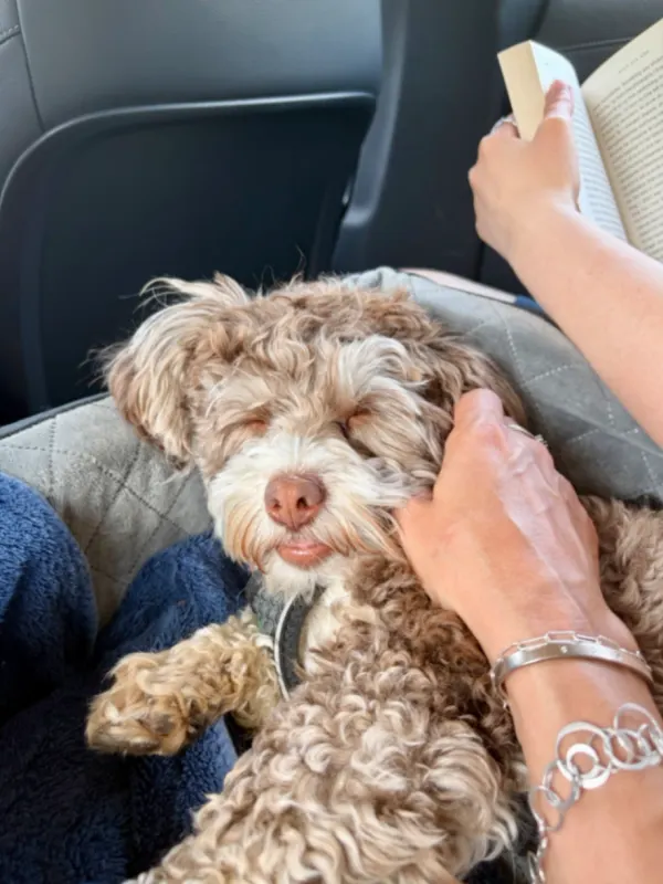 Bruno, Steinfurt