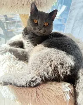 Carlos, Zülpich