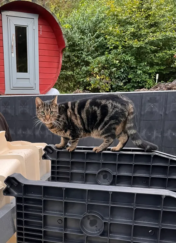 Findus, Wardenburg